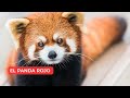 EL PANDA ROJO🐼❤️ (Características, Hábitat y Alimentación)