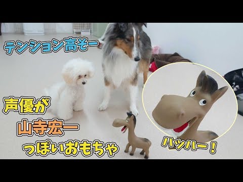 ツッコミどころが多いチワワのふぅ さん ひみつきちなう 19年4月29日 Youtube ツッコミどころが多いチワワのふぅ さん ひみつきちなう 19年4月29日 Youtube