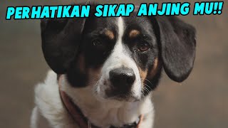 FAKTA UNIK SEPUTAR ANJING?! BAHKAN HEWAN PELIHARAAN INI BISA KANGEN JUGA LOH!!