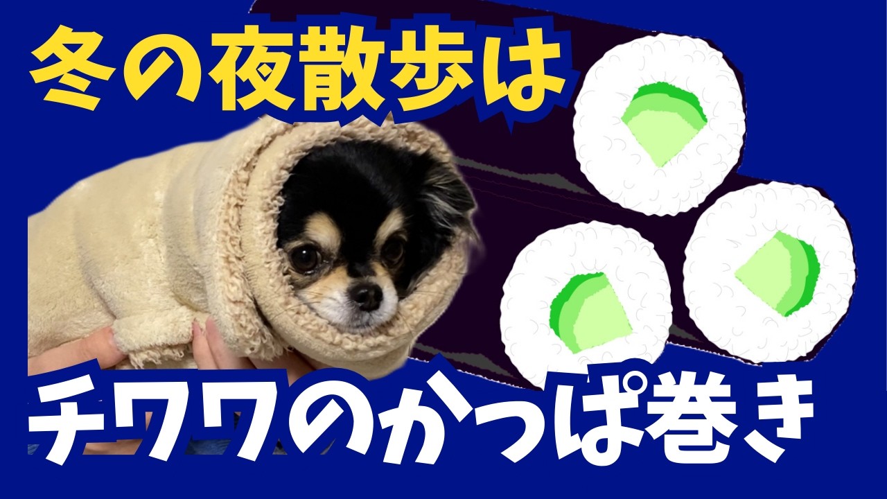 冬の夜散歩はチワワのかっぱ巻き。毎晩の攻防戦の結果がこちら（笑）#chihuahua  #犬のいる暮らし #犬の散歩 #冬の防寒 #かっぱ巻き #おもしろ犬