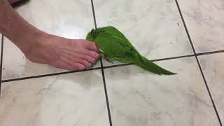 Maritaca Ataca Cachorro. E Brinca Como Criança.