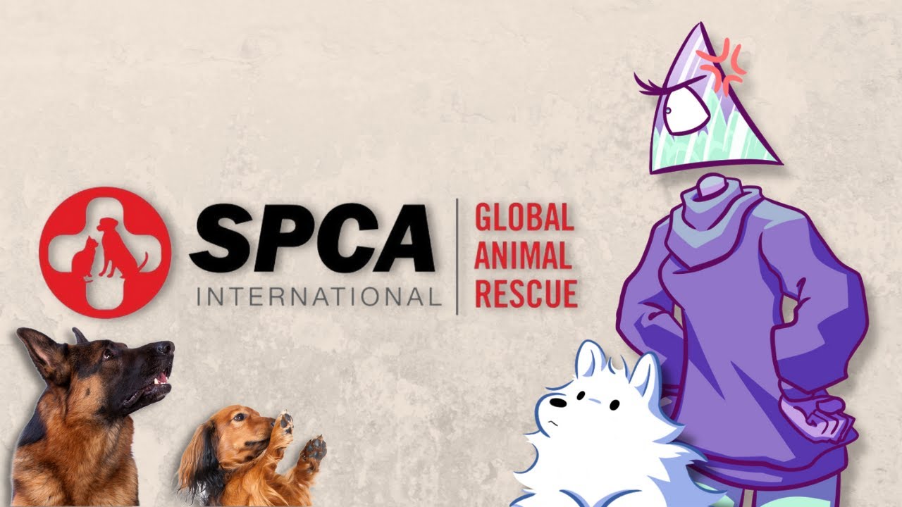 SPCAI A Charity in Name Only Corporate Casket YouTube