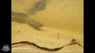 Kouchibouguac National Park of Canada  American Eel