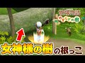 【牧場物語】女神様の樹の根っこを、切る！？初登場の住人も続々【やすらぎの樹／Wii】