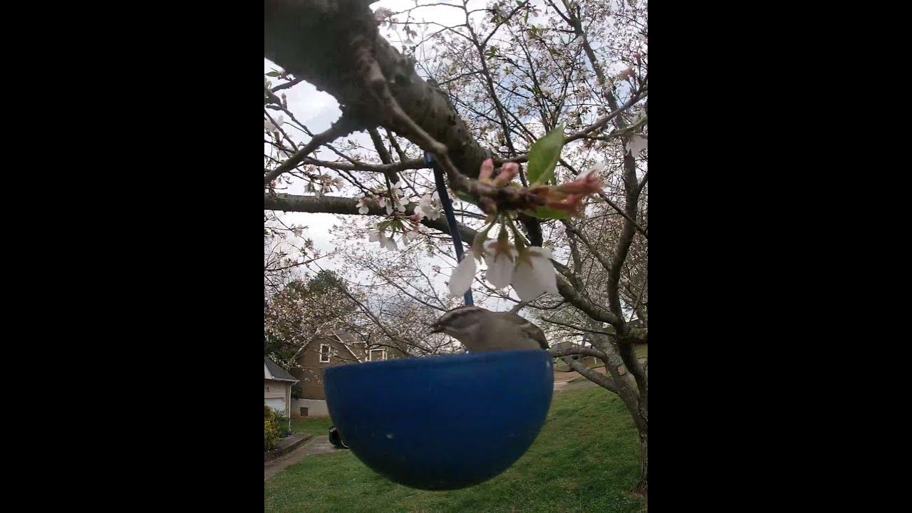 Sparrow Taking A Ride On A Windy Day YouTube