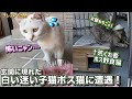 【突然玄関に現れた迷い猫】凶暴なボス野良猫と遭遇ピンチに!?