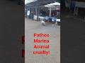 מסתבר שהוא קמע שיושב בחלון המסעדה ב Pathos Matina מסתבר שהוא קמע שיושב בחלון המסעדה ב Pathos Matina