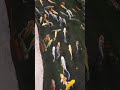 amazing how they swim so relaxing❤️ #fish #goldfish #nature #viral #video #amazing