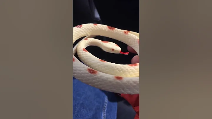Toy Snake