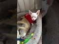 #funnyanimals  #funnycat #cat #cutecat #cute