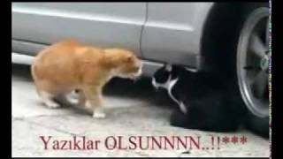 Sevgilisine Kızan Kedi -Türkçe Altyazılı -