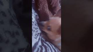 I am tired Meme Dogs | Dogs | Cute Dogs | Chihuahuas | I am tired Meme Dogs | Dogs | Cute Dogs | Chihuahuas |