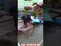 GIANT MEKONG MONSTER FISH. Local Fishermen Caught a 15KG Cá Hô with Toby Mekong. #Tobymekong
