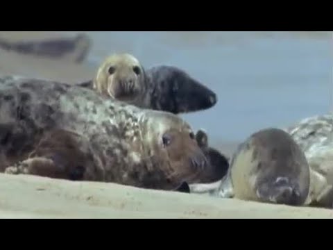 Seal Population Attracting Great White Sharks? | BBC Earth