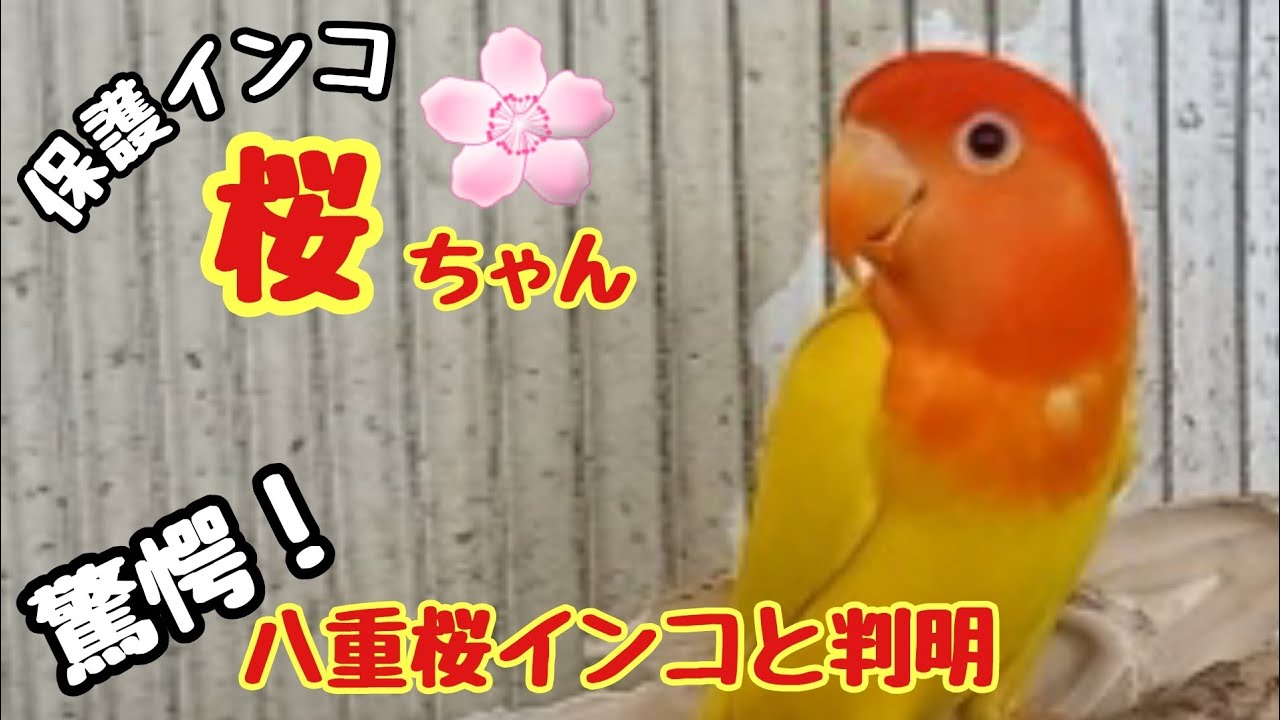 コザクラインコと思っていた桜ちゃん…実は八重桜インコと判明しました