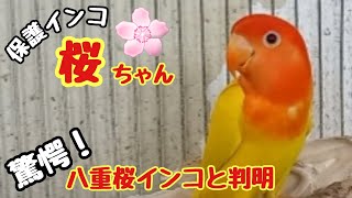 コザクラインコと思っていた桜ちゃん…実は八重桜インコと判明しました