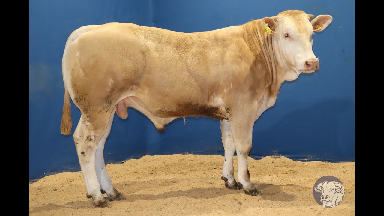 SR209 -  ULTIMO -  ESP