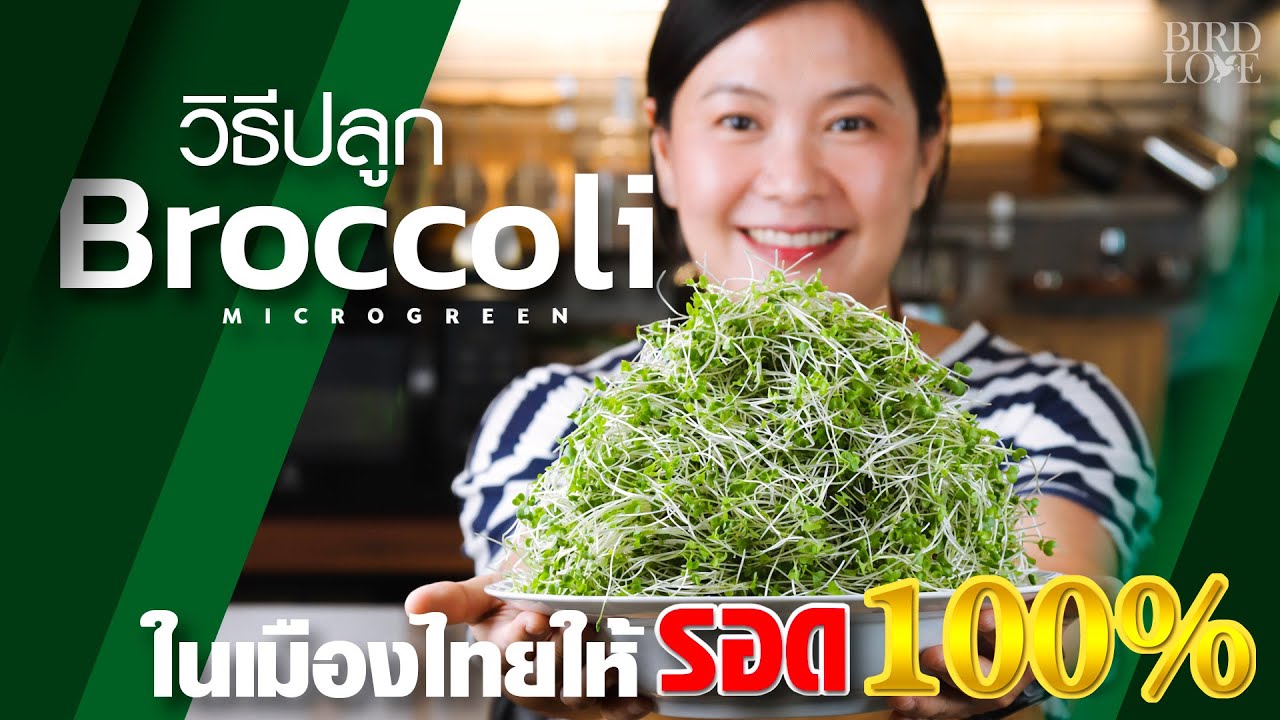 Как вырастить микрозелень брокколи от начала до конца. Его смогут вырастить даже новички.