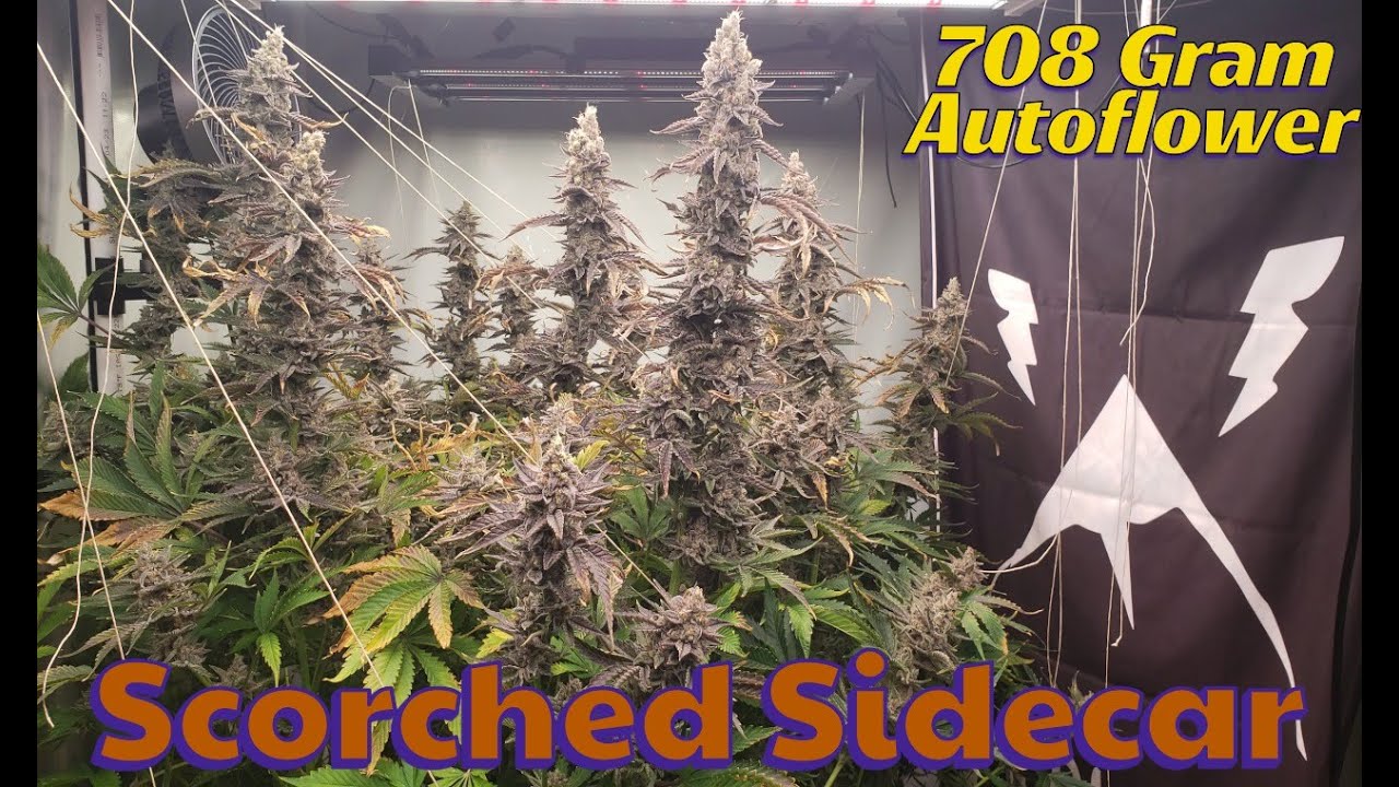 Scorched Sidecar - Seed to Harvest | Legendary Never Released Strain | Mephisto Genetics