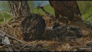 Decorah Eagles 5-6-26, 10 am HD flies by, brings trout, kids can't open it yet