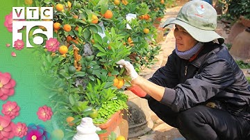 Kỹ thuật chăm sóc quất cảnh sau Tết | VTC16