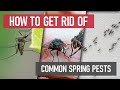 How to get rid of common springtime pests diy pest control