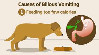 Dog and Cat Bilious Vomiting Tutorial What Does Yellow Throw Up Mean For A Dog