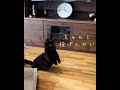 主のおもちゃの投げ方が下手すぎて変な動きになる黒猫　/ Black cats make strange movements while playing