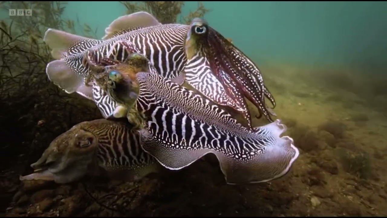 The Life and Loves (and the Fights) of the Common Cuttlefish | Springwatch in Wales 2024