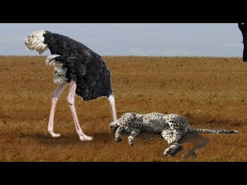 Induk burung unta menyerang cheetah dengan sangat keras untuk menyelamatkan bayinya