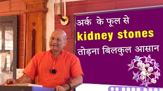 अर्क  के फूल से kidney stones तोड़ना बिलकुल आसान #viralfb #trending #video #kidneystone #reels