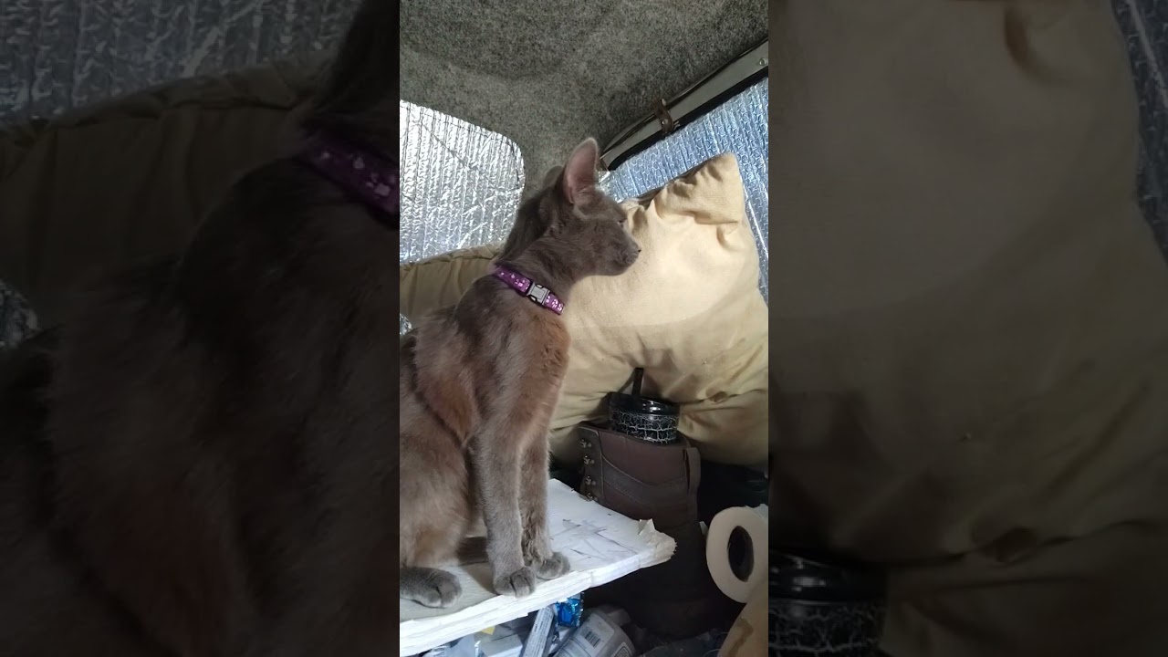 Baby Zooma waiting patiently for momma