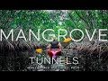 Adventure Paddle Tours | Kayak Tour through Mangrove Tunnels | Everglades National Park, Florida