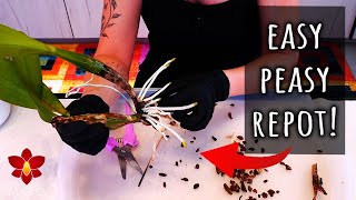 Orchid growing outside the pot? Good! Heres what you do 💁🏻‍♀️ @MissOrchidGirl