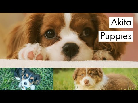 akita puppies - japanese akita - akita dog animal breed