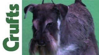 Crufts 2012  Best of Breed Miniature Schnauzer