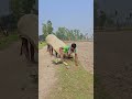 cow50