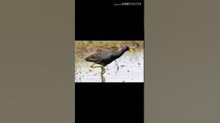 Tiếng gà Đồng hủy diệt miễn phí cho ae đăng ký kênh và để lại gmail