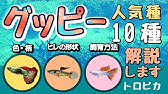 グッピーの寿命の前兆 水上で暮らすグッピーママ Youtube