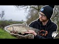 Quick Hit Chub Fishing On Bread | Accidental Monster Fish Caught! | Rich Chapman