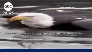 Rescued bald eagle believed to be Jackie of California's Big Bear Valley