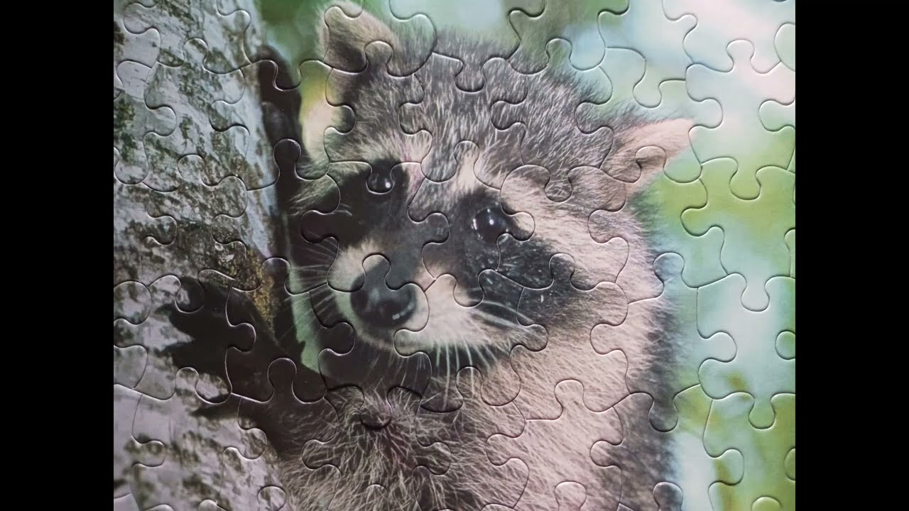 Raccoon Puzzles - YouTube