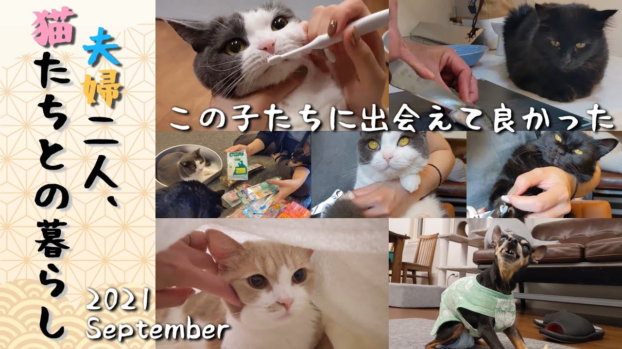 夫婦二人と猫達の1ヶ月総集編🐱💕Sep.2021