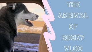 Picking Up a pet from an Airport Vlog