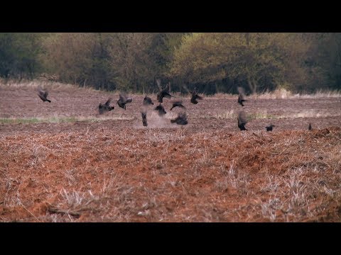 Bobcat Attacks Strutting Gobbler