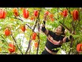 Instructions for Effectively Planting and Harvesting Starfruit - The Secret to Selling High Prices!