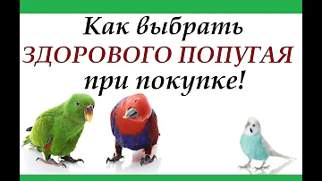 Покупка попугая! Как выбрать здорового попугая и не купить больного.