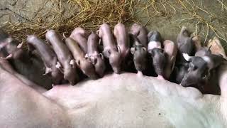 Feeding piggy video | 子豚に餌をやるビデオ | Cute pets