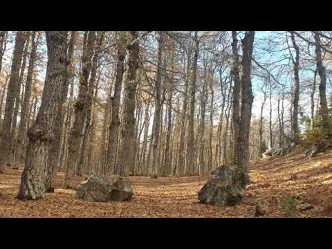 قصيدة وتنهال كل همومي عليا