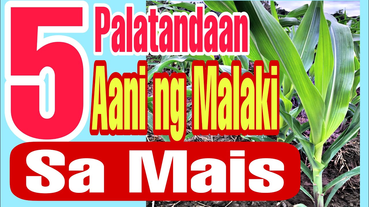 LIMANG PALATANDAAN NA KIKITA AT AANI NG MALAKI SA MAIS || SIGN FOR CORN BOUNTIFUL HARVEST GUARANTEED